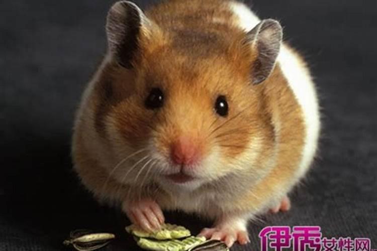 女人梦见老鼠在床上跑