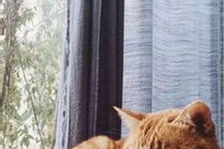 自从家里养猫,财运一直不佳