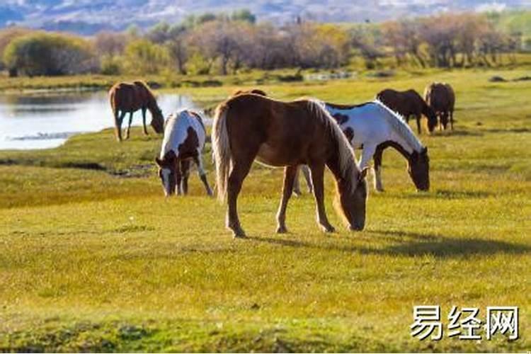 属马最命苦出生日期农历