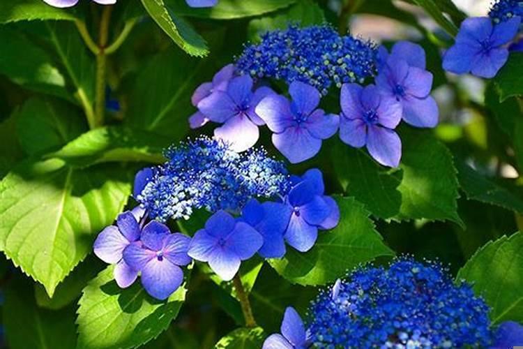 属狗男适合哪个生肖女