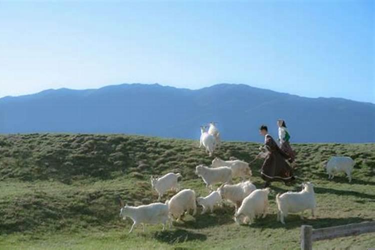 属羊2022年适合结婚吗