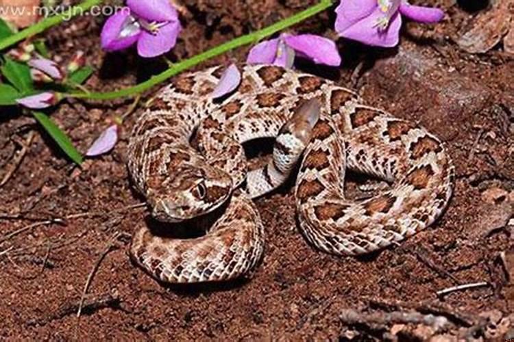 梦见自己踩到蛇被蛇咬了一口