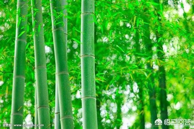 梦见种竹子是什么意思?