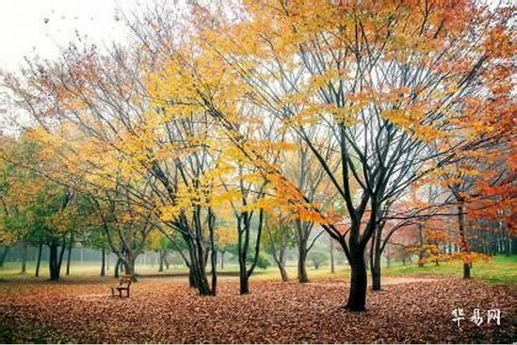 大林木命今年的运气