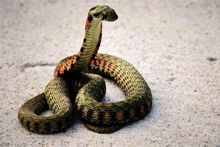 梦见一条小蛇被砍成几段