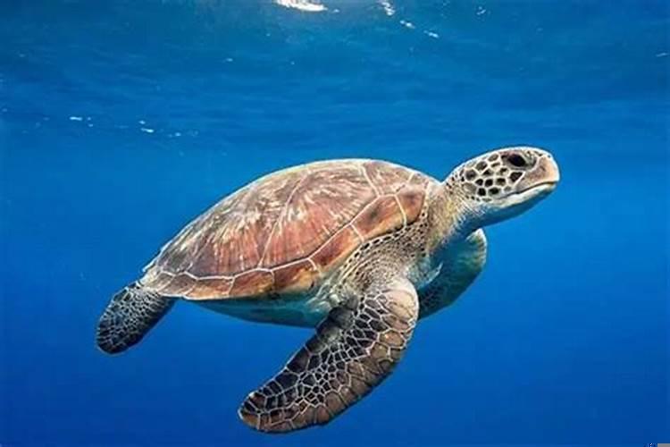 梦见一群乌龟在海里游
