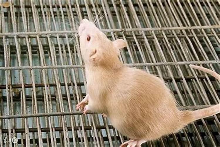 84年属鼠性格是怎么样的女