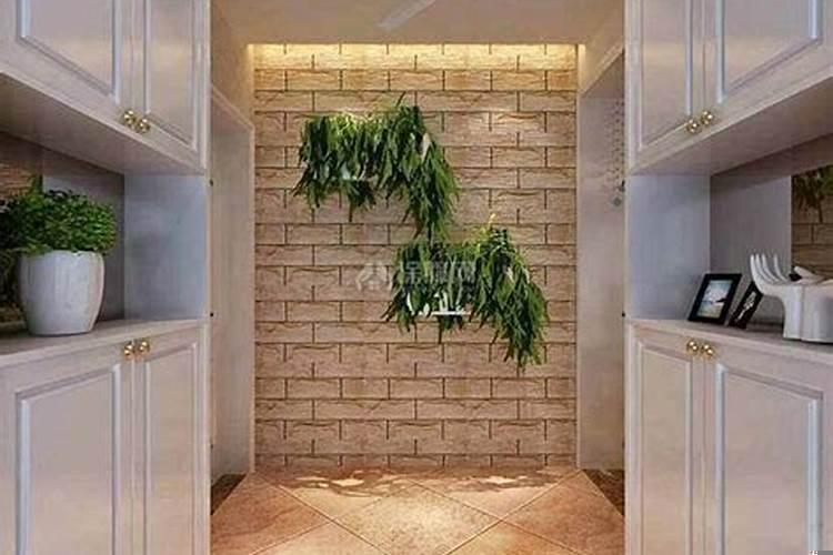 一进门口玄关可以摆放什么绿植