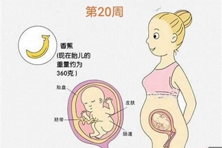 怀孕五个月做梦梦见生了个女儿