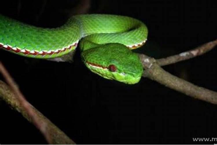 梦见家里来了好多陌生人是什么意思呢