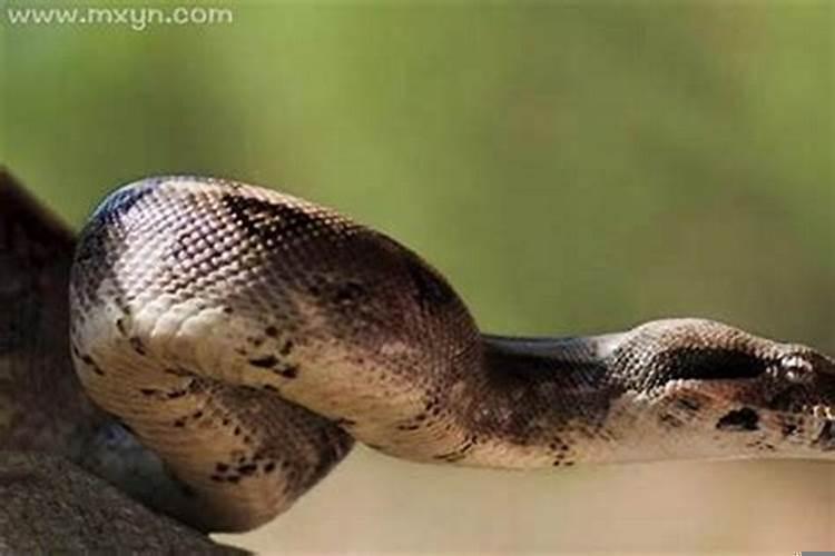 梦到大蟒蛇追着我跑