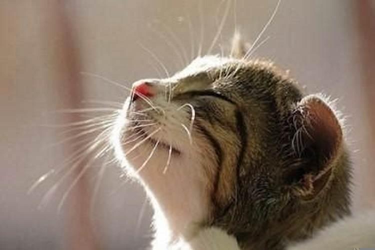 一生无灾无难的3大生肖