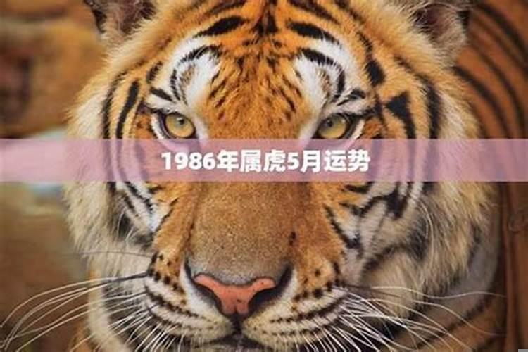 1986年男属虎是什么命
