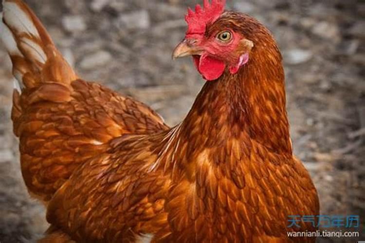 属鸡40岁为什么命苦呢