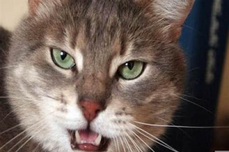 梦见被猫咬了小腿是什么意思