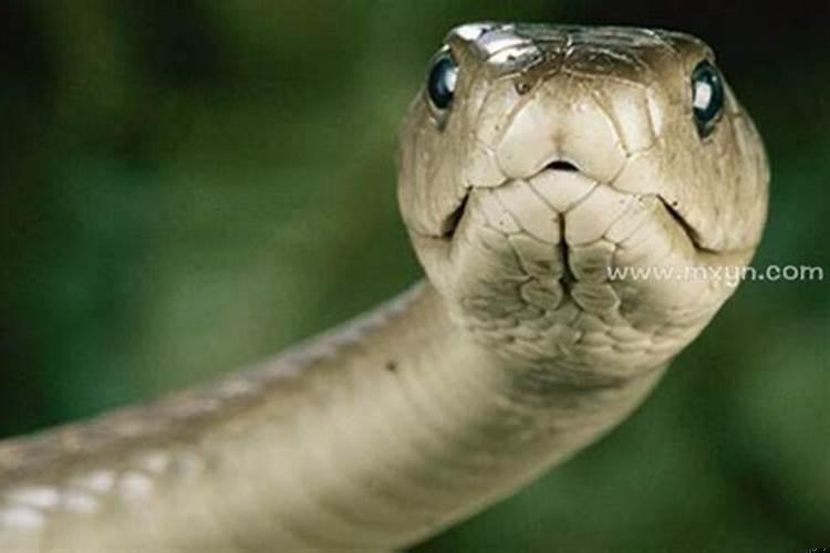 梦见蛇咬母亲什么意思