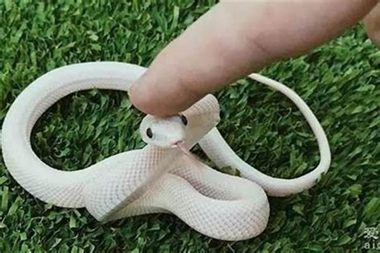 梦见蟒蛇来咬我没咬到