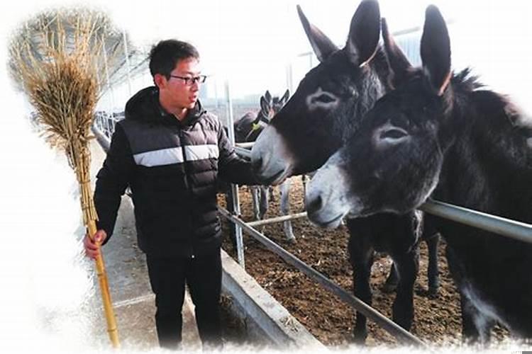 梦见自己回老家创业