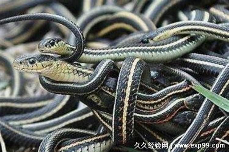 梦见好多蛇是什么预兆男人