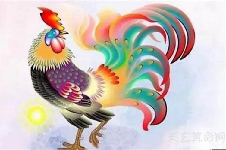 属鸡今年命运如何