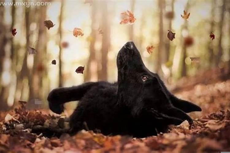 梦见黑狗追咬是吉兆