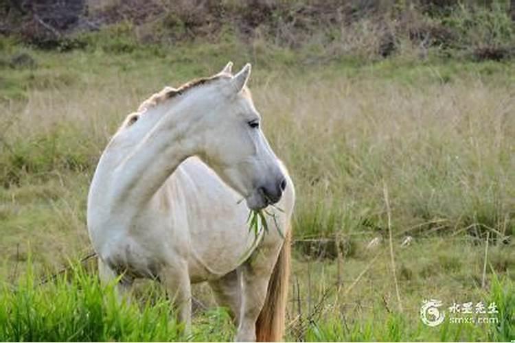 2002年属马今年的运势