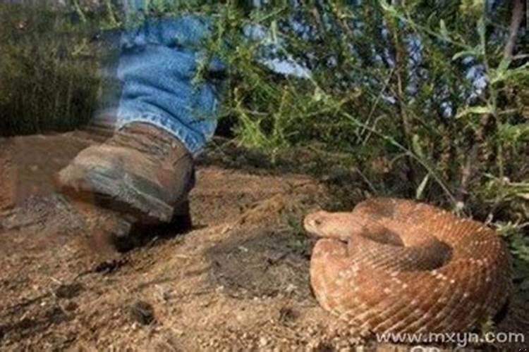 梦见蛇咬母亲什么意思