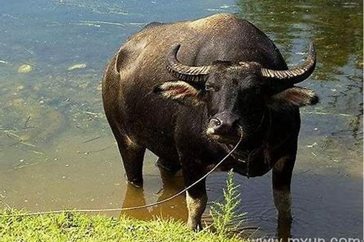 女人梦见很多水牛