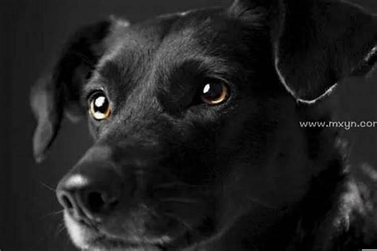 梦见黑狗对我很友好预示着什么意思