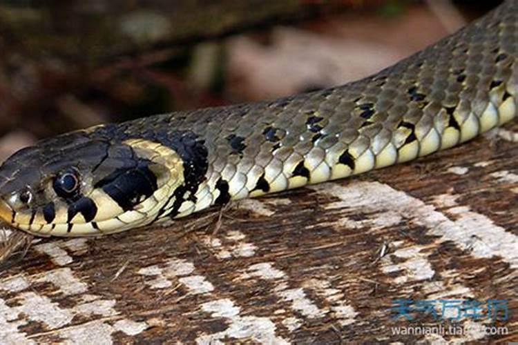 女人梦见蛇咬自己的脚是什么预兆