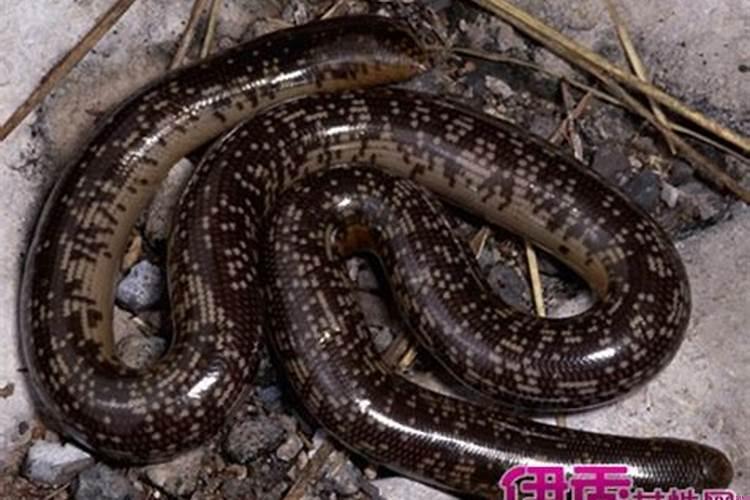 孕妇做梦梦见蛇是什么是男是女