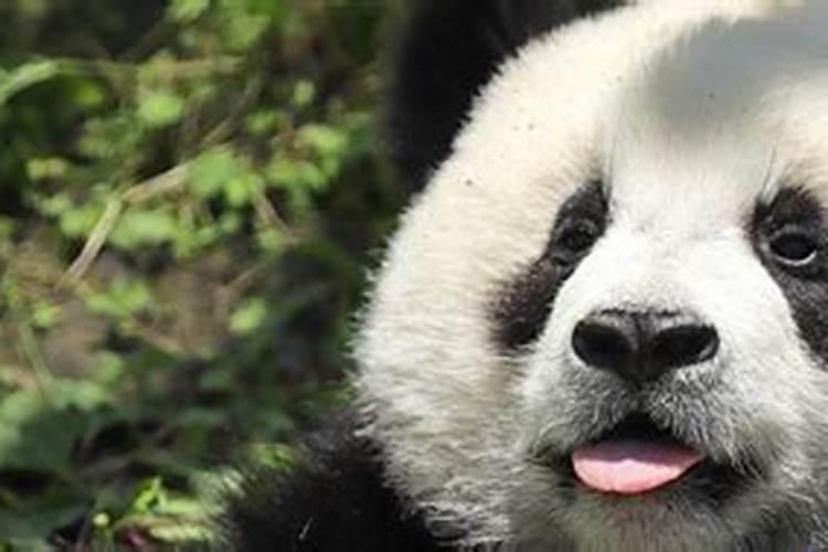 梦见熊猫玩具预示什么