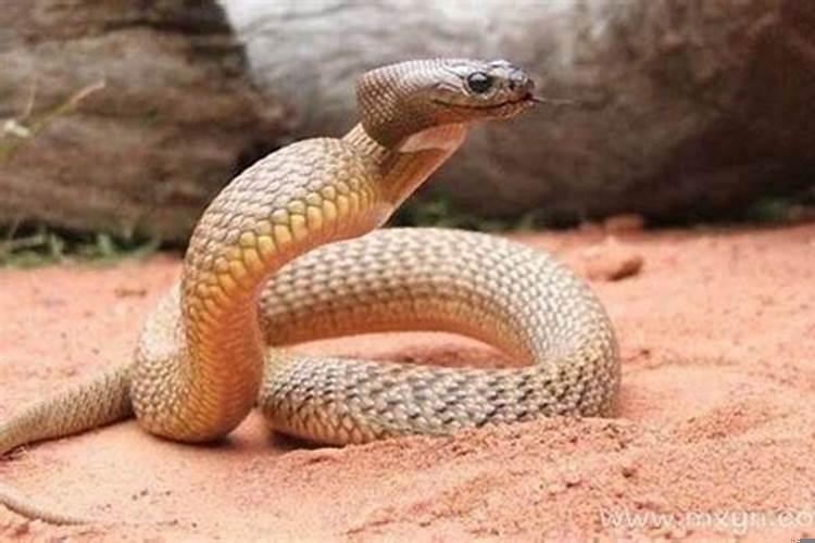 女人梦见蛇咬自己的脚是什么预兆