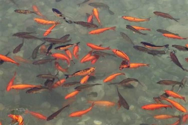 梦见很多鱼小鱼