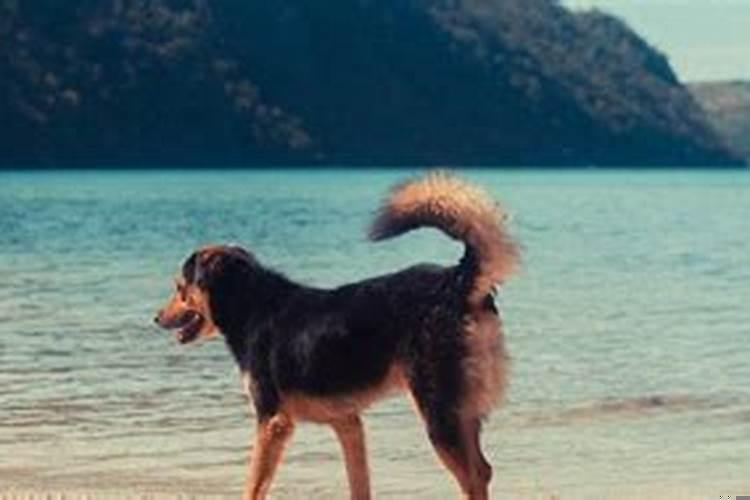 梦到狗是什么寓意