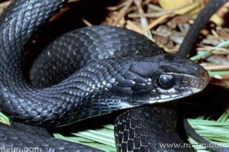 梦到上梁放鞭炮