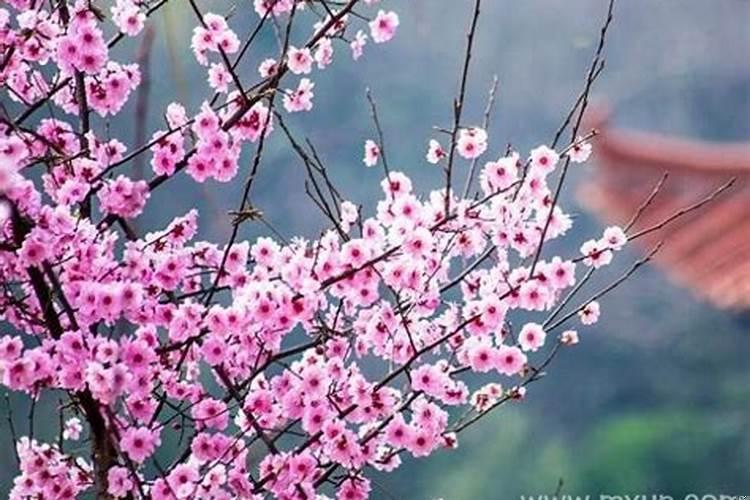 梦到桃花是什么意思是什么