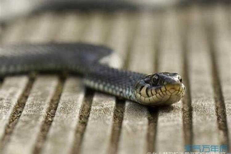 梦见蛇而且特别害怕