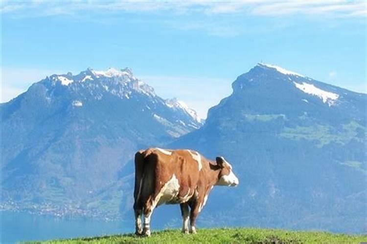 属牛的三个合贵人