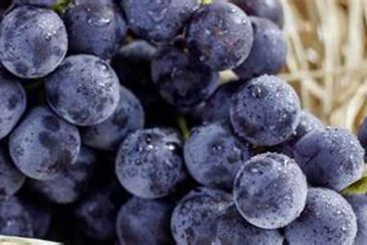 梦到吃葡萄好不好