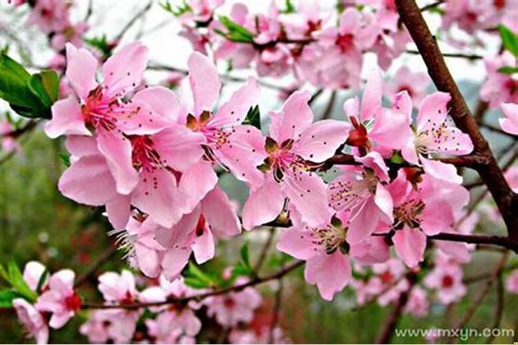 梦到桃花是什么意思是什么