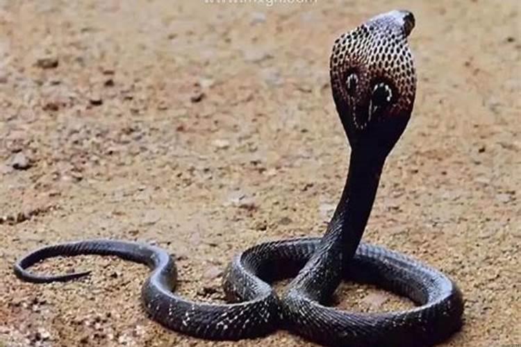 梦见蛇而且特别害怕