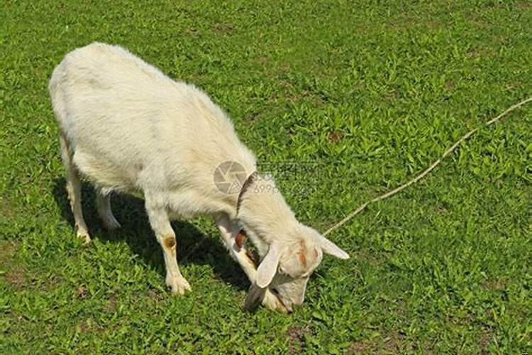 卖羊不卖拴羊的绳典故出自哪里