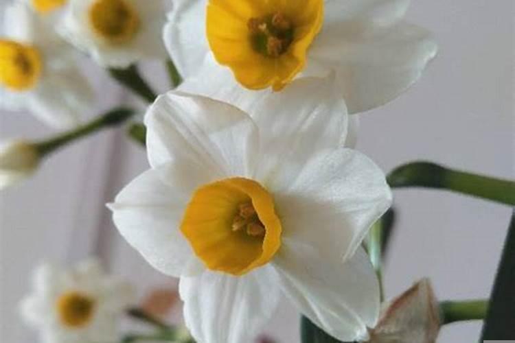 什么花代表好运的到来