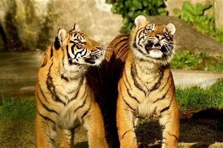 属虎人的生肖贵人属相