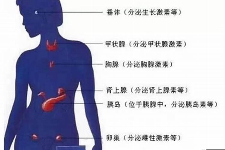八大腺体的作用与功效
