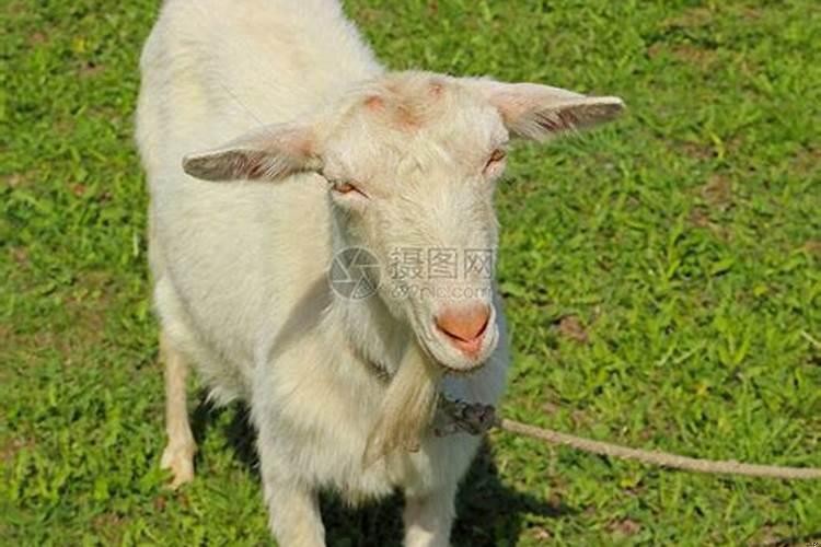 卖羊不卖拴羊的绳典故出自哪里