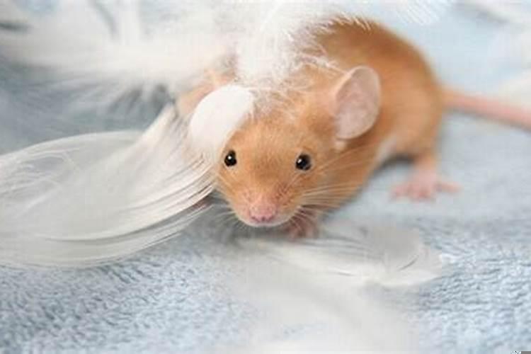 亥日真的不能嫁娶