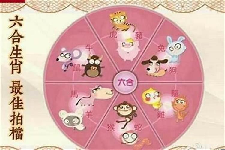 兔和羊属相婚配吗