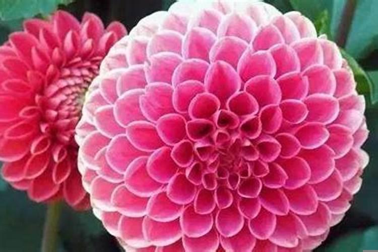 什么花代表好运的到来